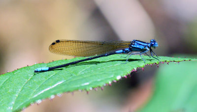 Blue Dragonfly.jpg