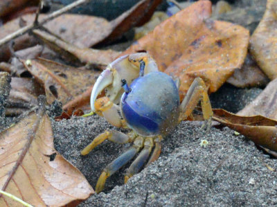 Blue Land Crab.jpg