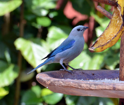 Blue-gray Tanager.jpg