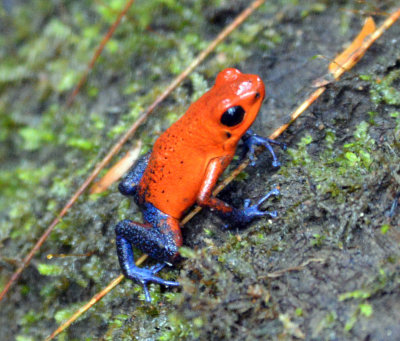 Bluejean Frog3.jpg