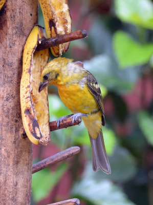 Flame-coloured Tanager female.jpg