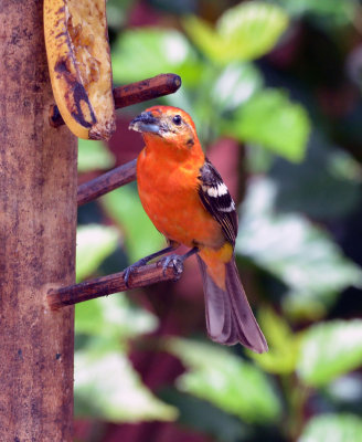 Flame-coloured Tanager.jpg