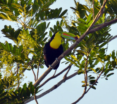 Keel-billed Toucan2.jpg