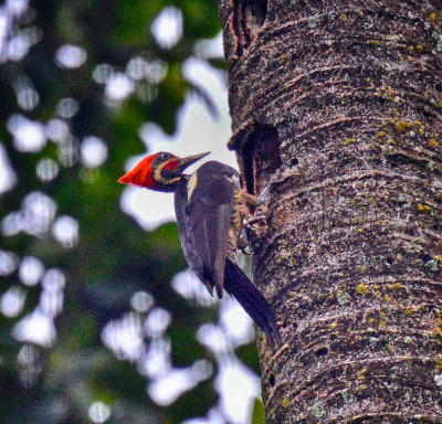 Lineated Woodpecker.jpg