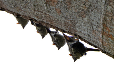 Long-nosed bats.jpg
