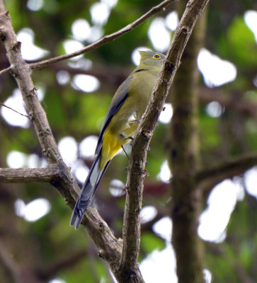 Long-tailed Silky-flycatcher.jpg