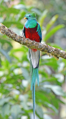 Quetzal2.jpg