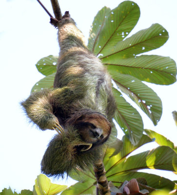 Three-Toed Sloth.jpg