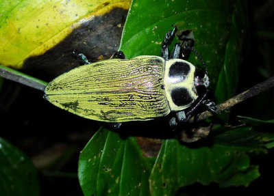 Green Beetle.jpg