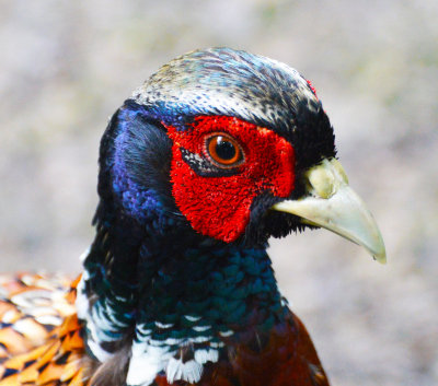 Pheasant head, Leighton Moss.jpg