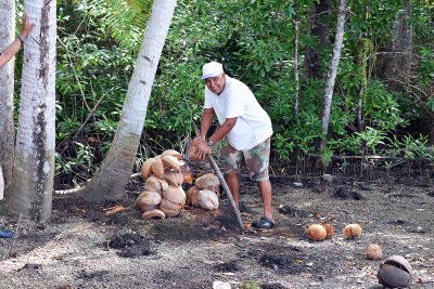 Coconuts.jpg