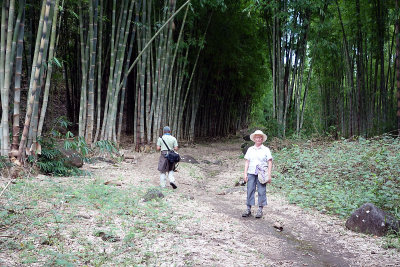 Alturas, bamboo forest.jpg