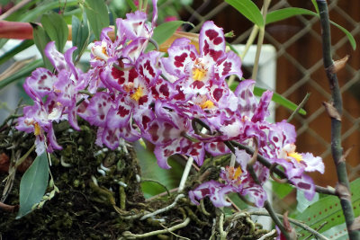 Dracula gardens, orchid 1.jpg