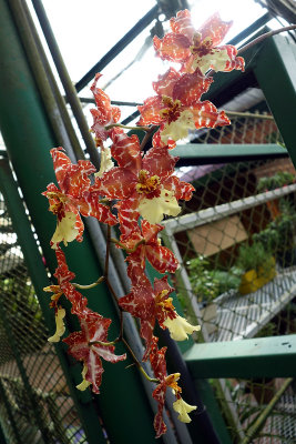 Dracula gardens, orchid 12.jpg