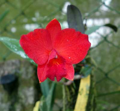 Dracula gardens, orchid 8.jpg