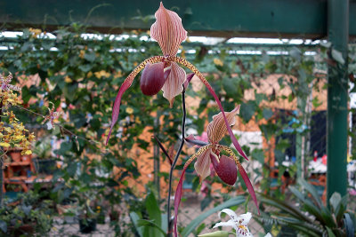 Dracula gradens, orchid 4.jpg