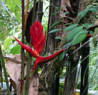 Heliconia, cloud forest hike.jpg