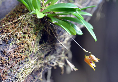 Saladero, orchid.jpg
