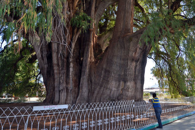 Large Cypress tree.jpg