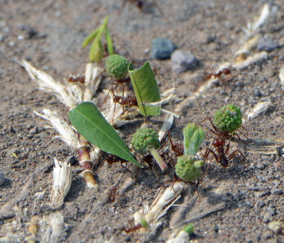 Leaf cutter ants.jpg