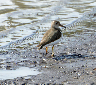 Spotted sandpiper juvenile.jpg