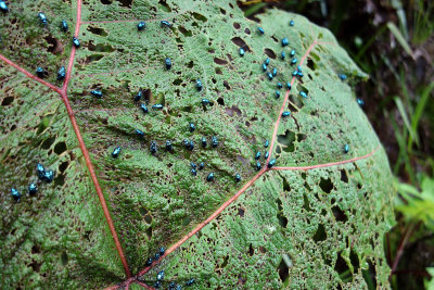 Beetles on Gunnera.jpg