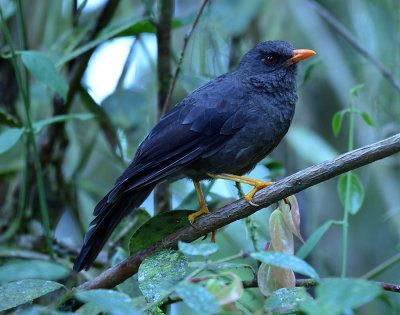 Great Thrush.jpg