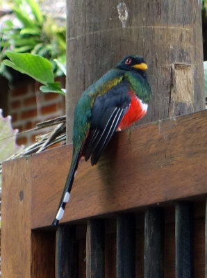 Masked Trogon Bella Vista.jpg