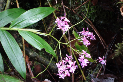 Orchid at Bella Vista.jpg