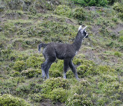 Three-day-old Llama.jpg