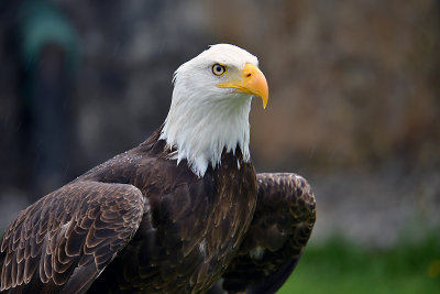 Bald Eagle3.jpg