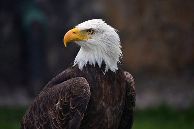 Bald eagle2.jpg