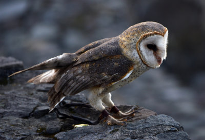 Barn Owl.jpg