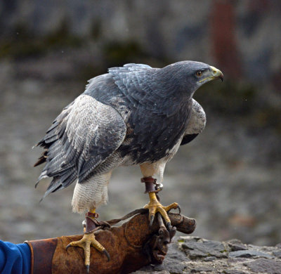 Black-chested Buzzard-eagle (2).jpg