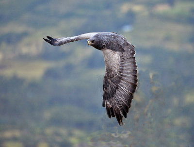 Black-chested Buzzard-eagle.jpg