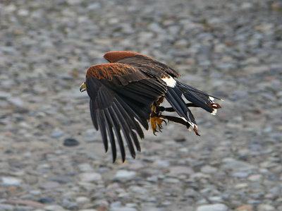 Harris's Hawk in Flight.jpg