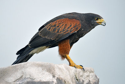 Harris's Hawk.jpg