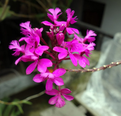 Orchid.jpg