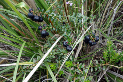 Berries, Cuicocha.jpg