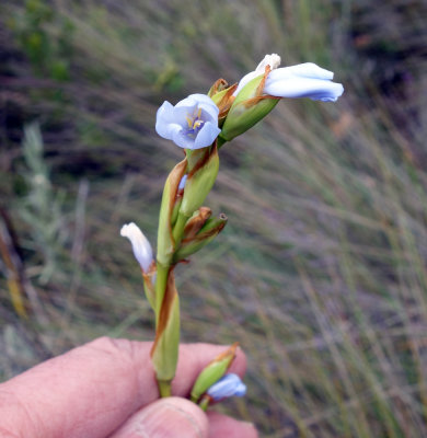 Blue Flower, Cuicocha.jpg