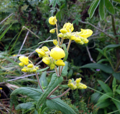 Calceolaria, Cuicococha.jpg