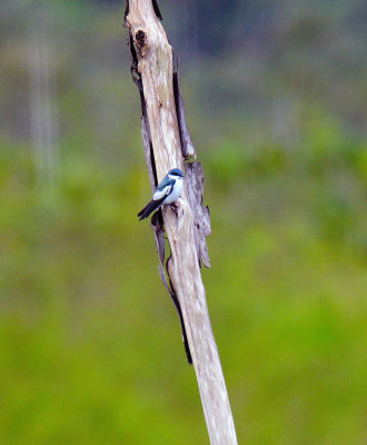 Blue and White Swallow.jpg