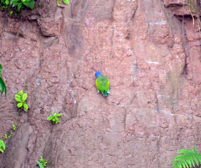 Blue-headed parrot.jpg