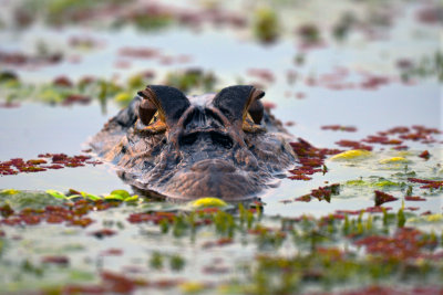 Caiman close-up2.jpg