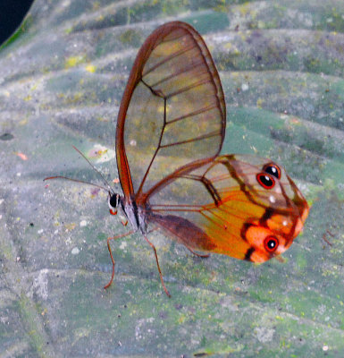 Glas-wing Butterfly.jpg