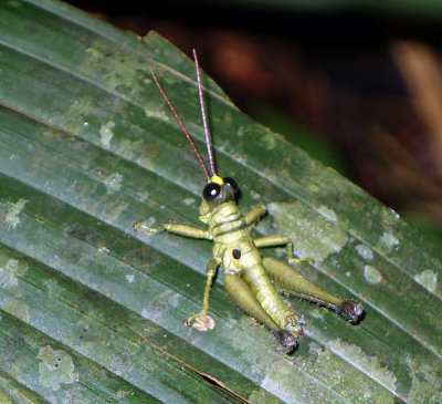 Grasshopper.jpg