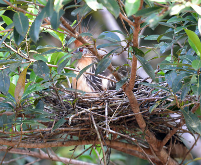 Hoatzin Nest.jpg