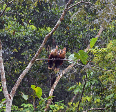 Hoatzin pair.jpg