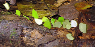 Leaf cutter ants.jpg