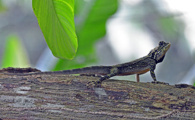 Lizard2.jpg